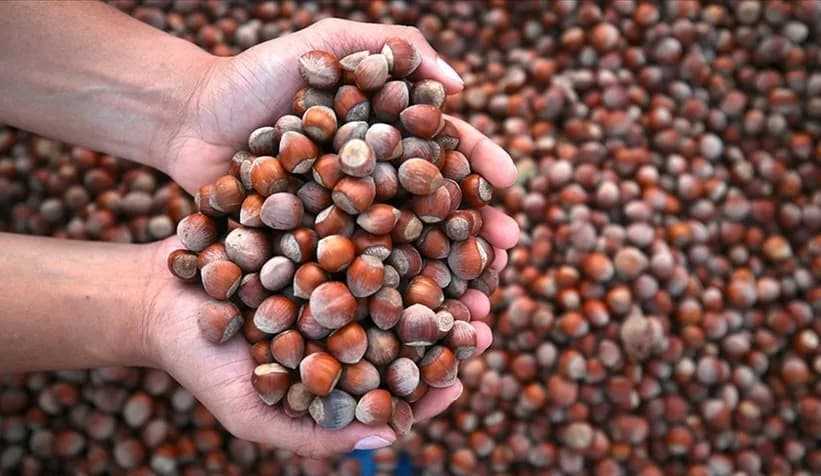 🌰 Sakarya’da Fındık Fiyatları Ne Kadar? İşte Güncel Fiyatlar